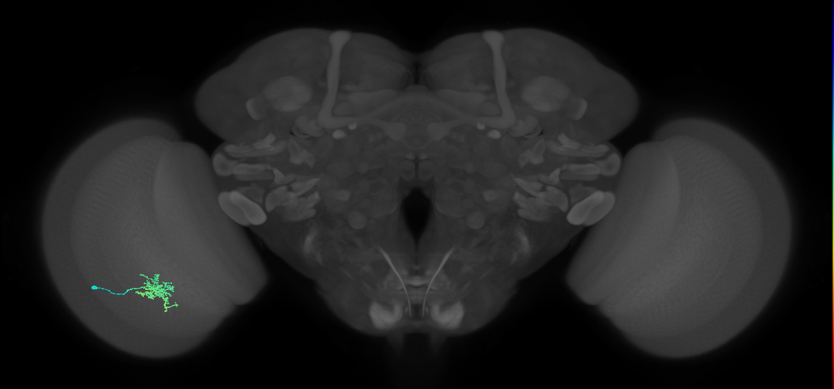 Cm6_L (MaleCNS:552249)