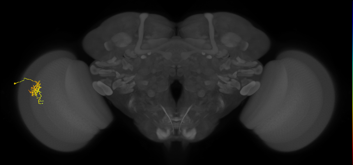 Cm6_L (MaleCNS:516105)