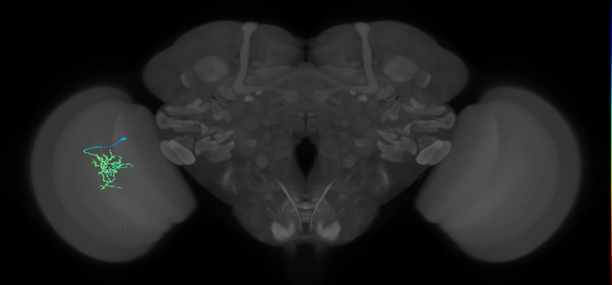 Cm6_L (MaleCNS:539946)