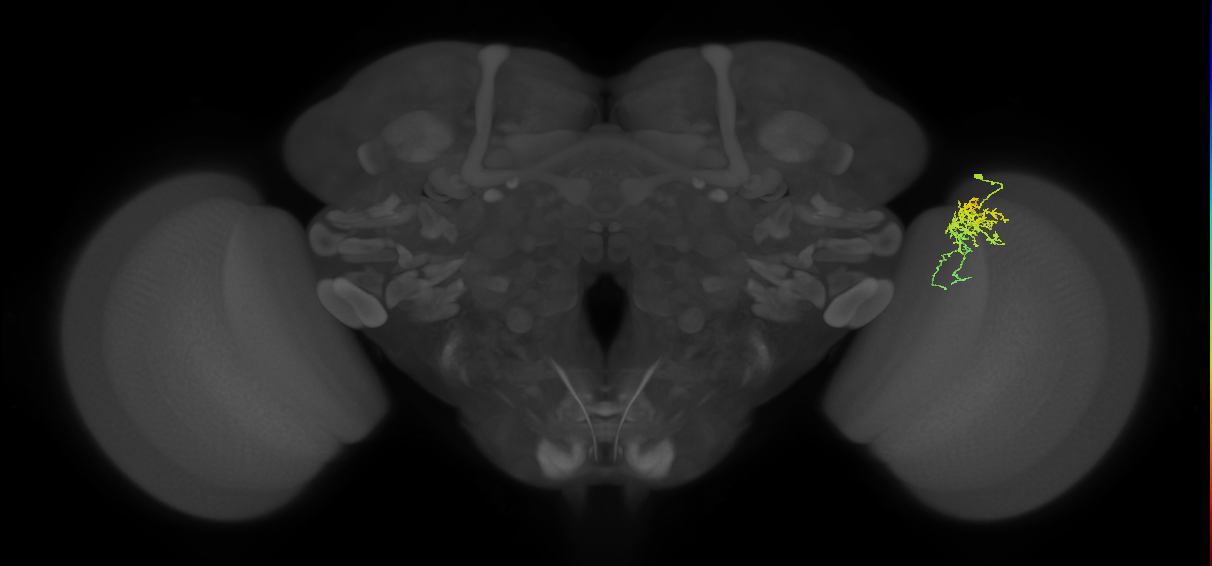 Cm6_R (MaleCNS:74759)