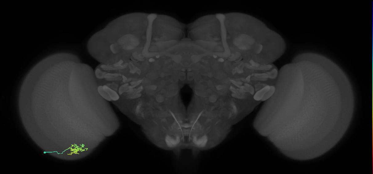 Cm6_L (MaleCNS:532094)