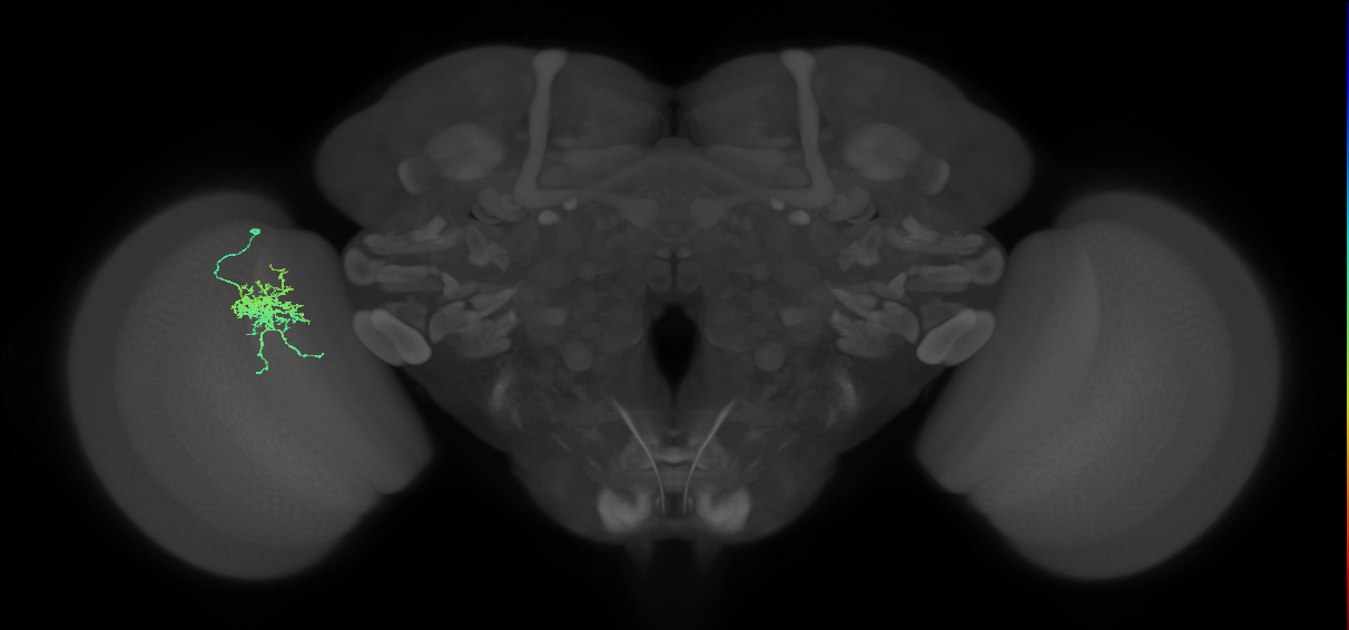 Cm6_L (MaleCNS:63215)