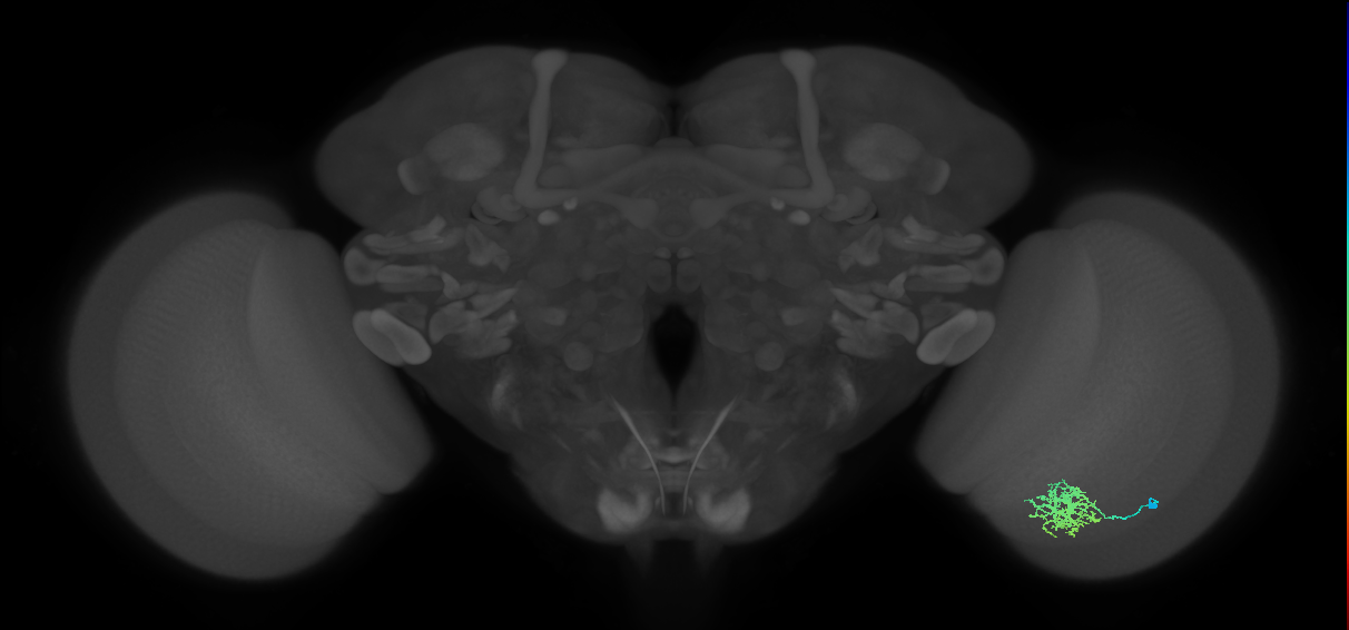 Cm6_R (MaleCNS:69547)