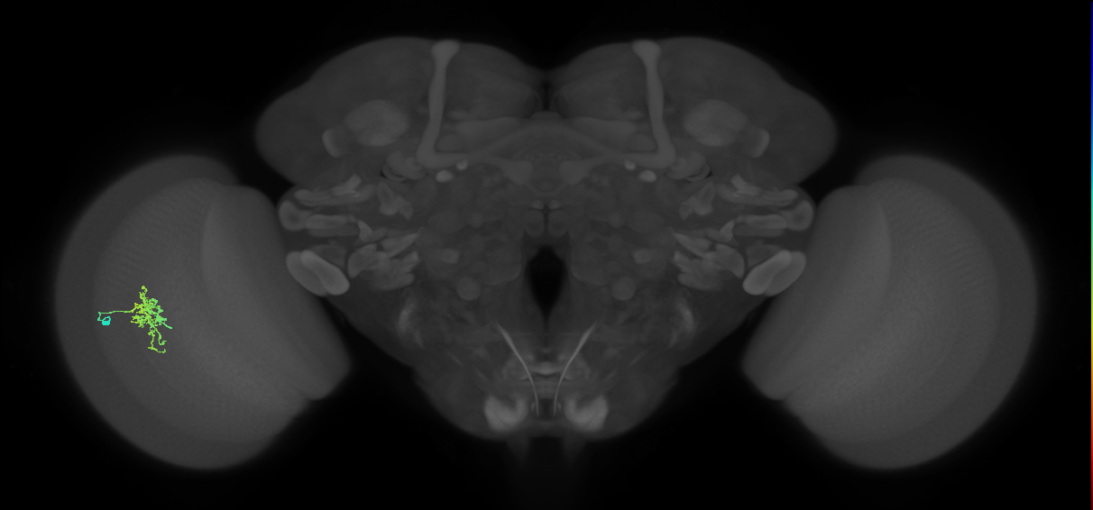 Cm6_L (MaleCNS:40124)