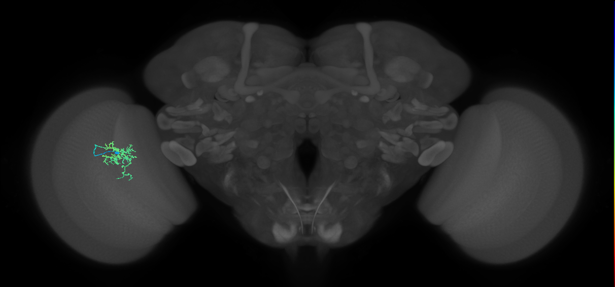 Cm6_L (MaleCNS:182401)