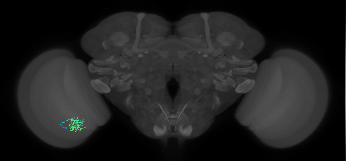 Cm6_L (MaleCNS:58323)