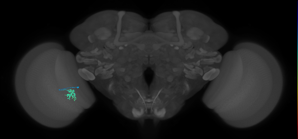 Cm6_L (MaleCNS:535642)