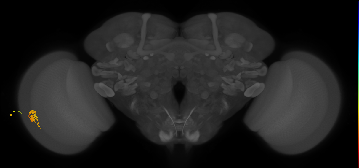 Cm6_L (MaleCNS:518036)