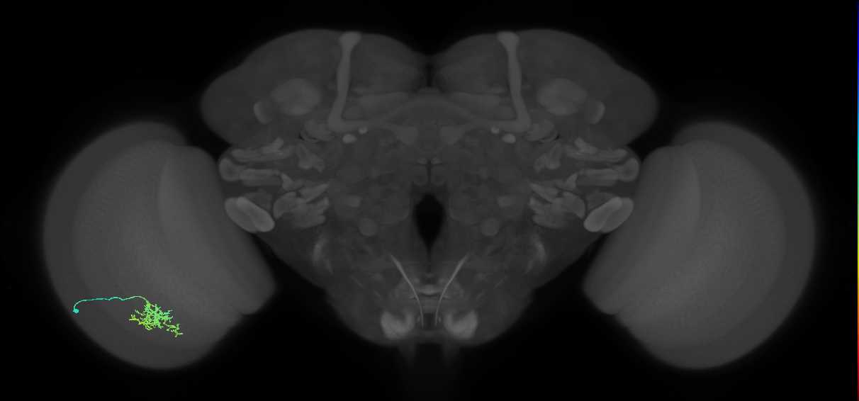 Cm6_L (MaleCNS:517107)