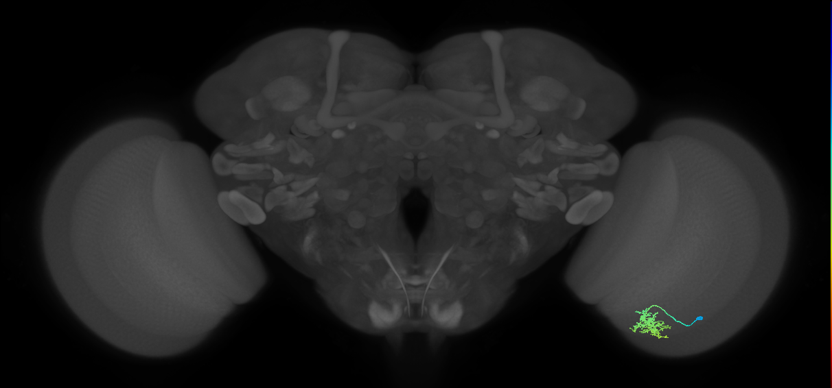 Cm6_R (MaleCNS:86980)