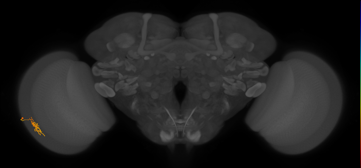 Cm6_L (MaleCNS:580423)