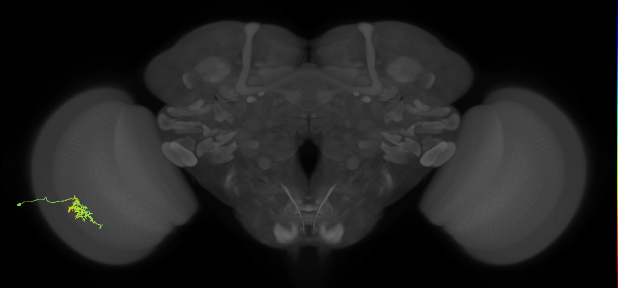 Cm6_L (MaleCNS:120406)