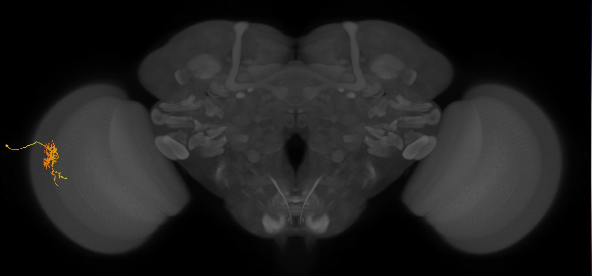 Cm6_L (MaleCNS:76559)