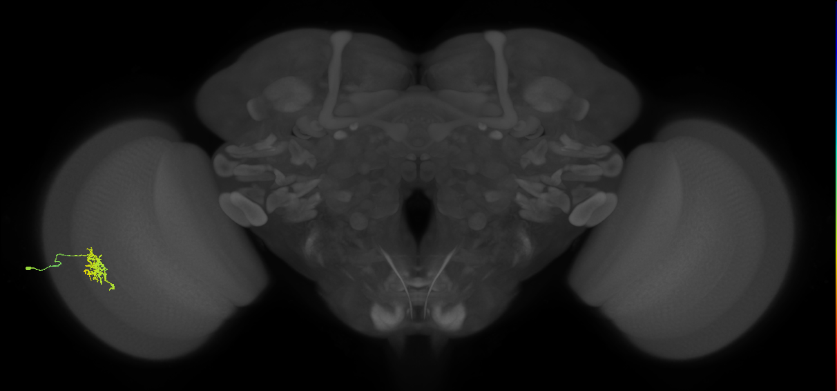 Cm6_L (MaleCNS:77488)