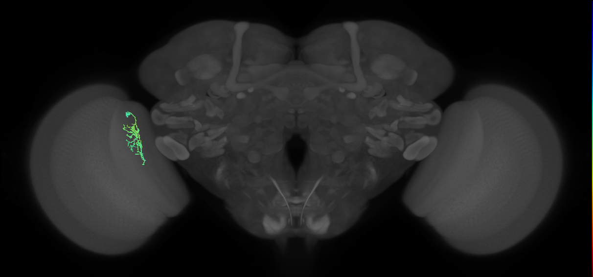 Cm6_L (MaleCNS:160696)
