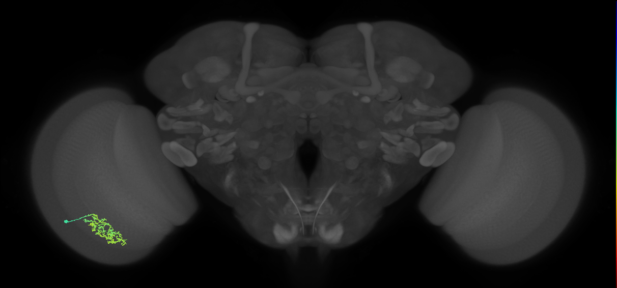 Cm7_L (MaleCNS:66489)
