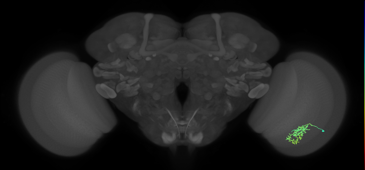 Cm7_R (MaleCNS:63069)