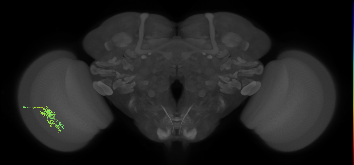 Cm7_L (MaleCNS:568455)