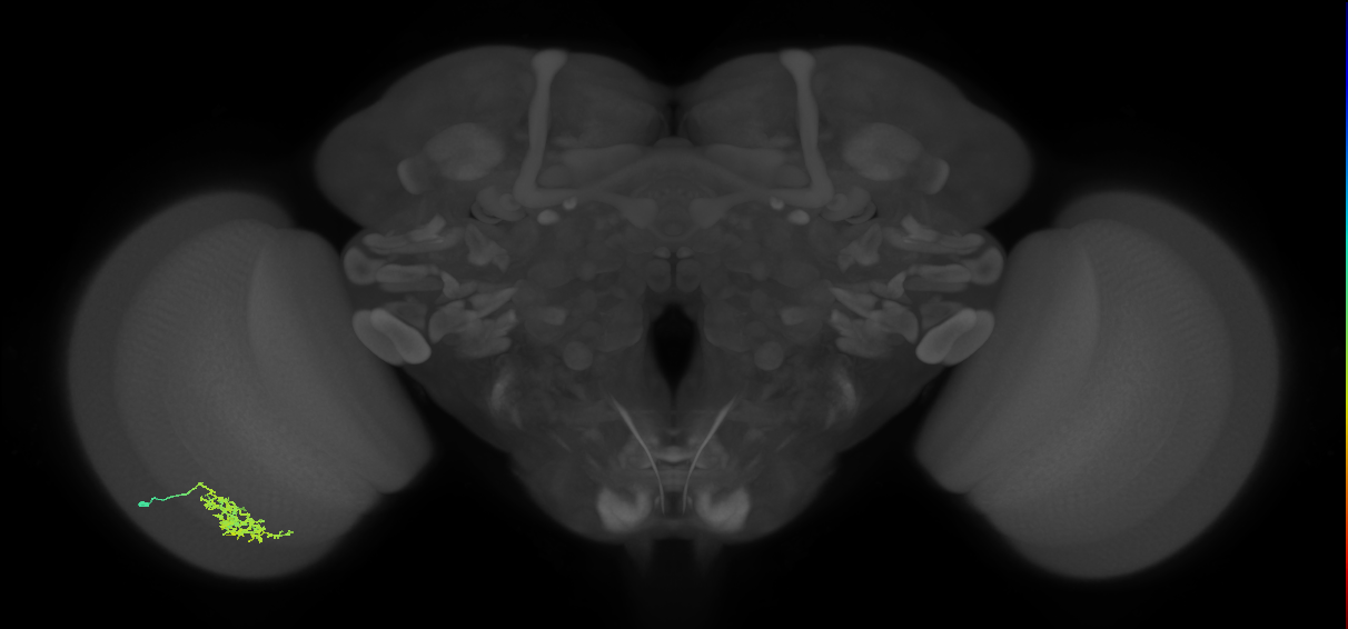 Cm7_L (MaleCNS:518854)