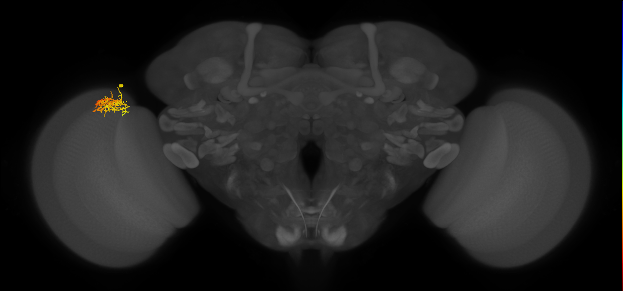 Cm7_L (MaleCNS:81072)