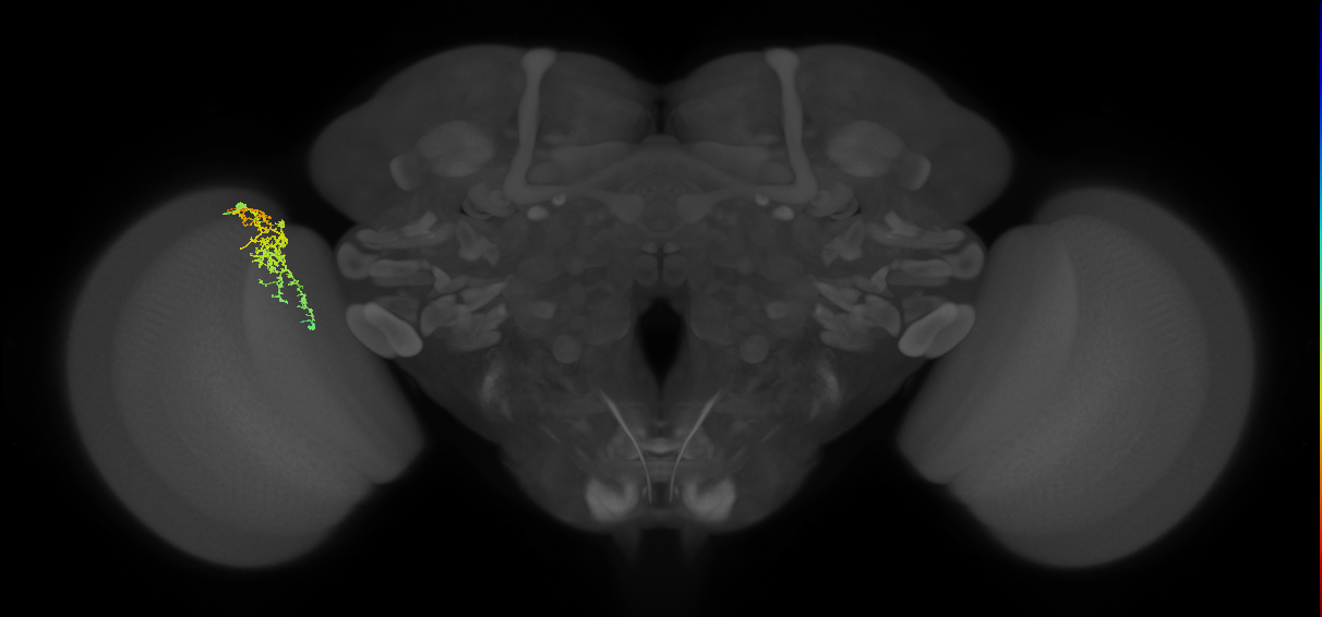 Cm7_L (MaleCNS:109513)