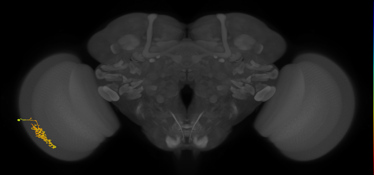 Cm7_L (MaleCNS:59194)