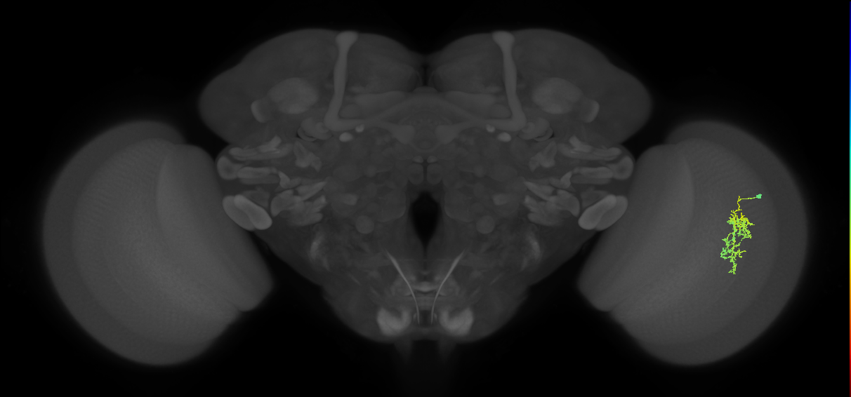 Cm7_R (MaleCNS:74810)