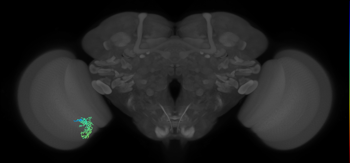 Cm7_L (MaleCNS:69362)