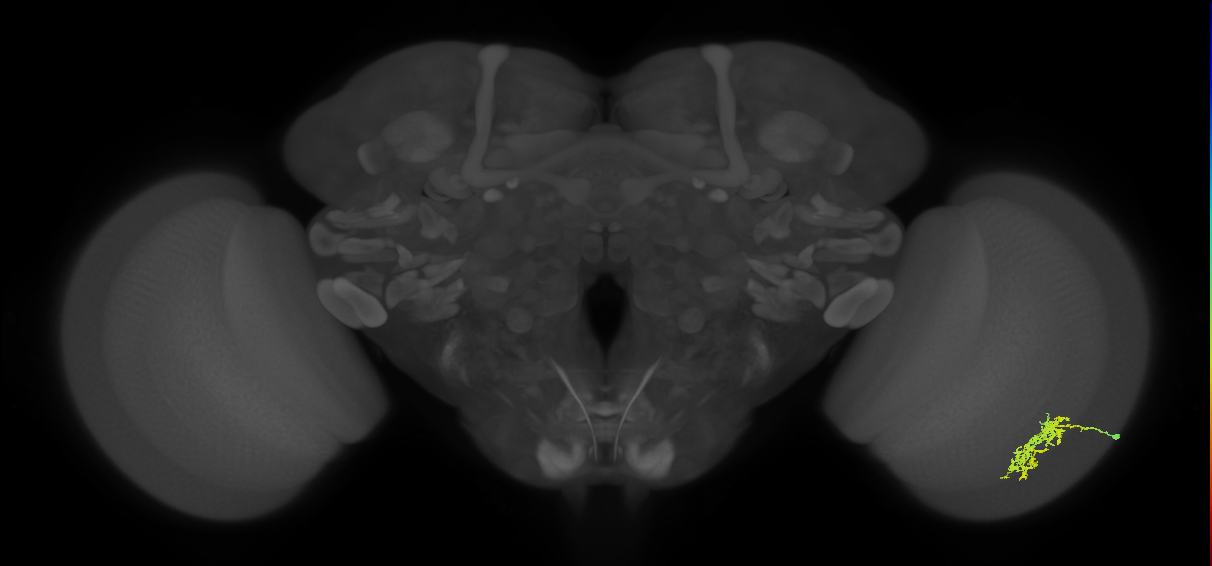 Cm7_R (MaleCNS:61856)