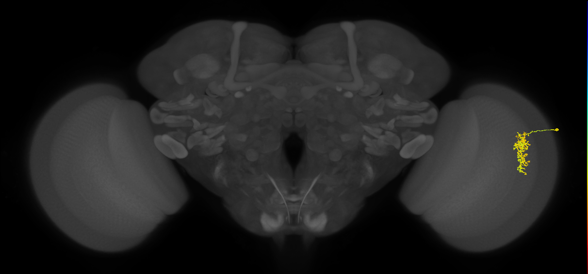 Cm7_R (MaleCNS:62827)