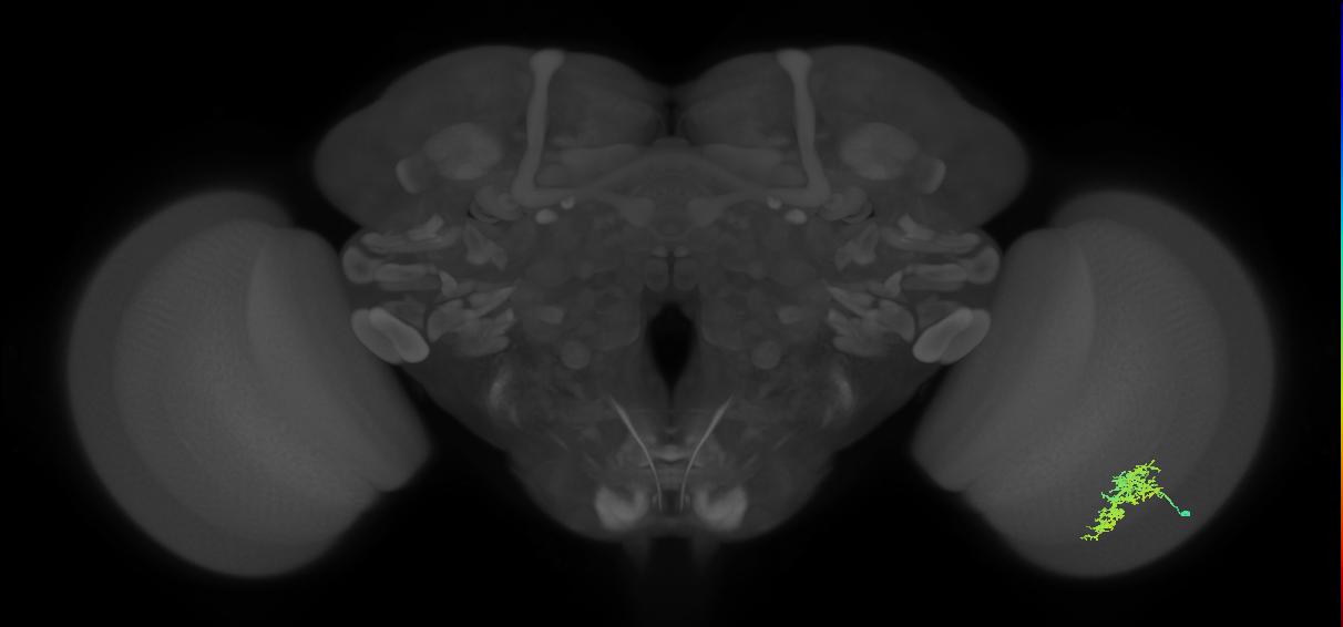 Cm7_R (MaleCNS:62605)