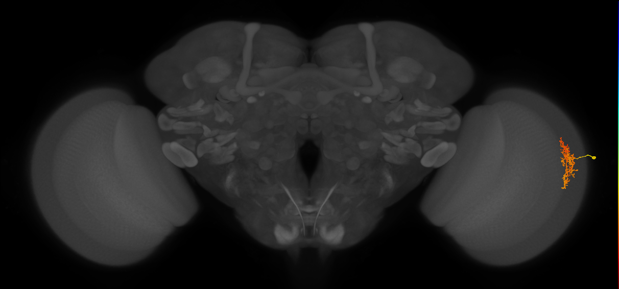 Cm7_R (MaleCNS:67803)