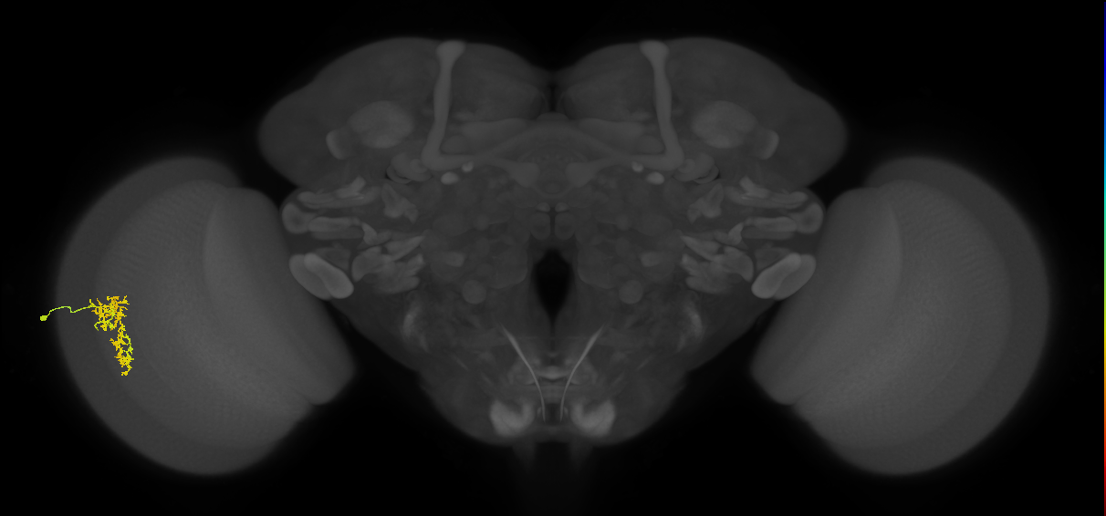 Cm7_L (MaleCNS:64928)
