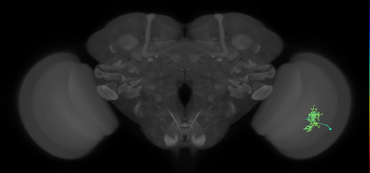 Cm7_R (MaleCNS:65632)