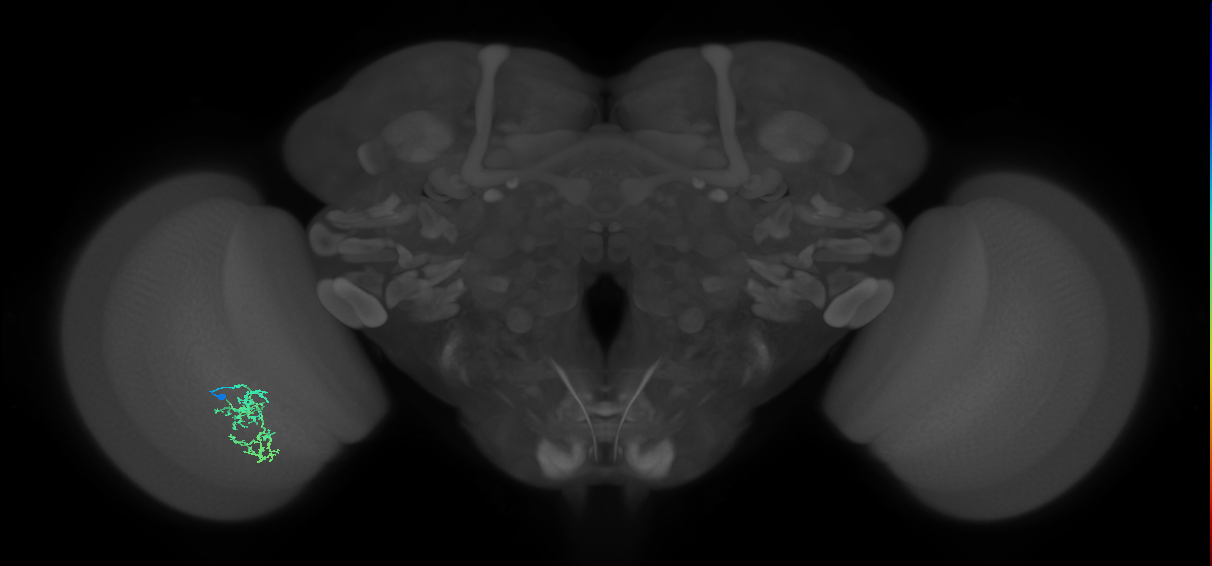 Cm7_L (MaleCNS:534546)