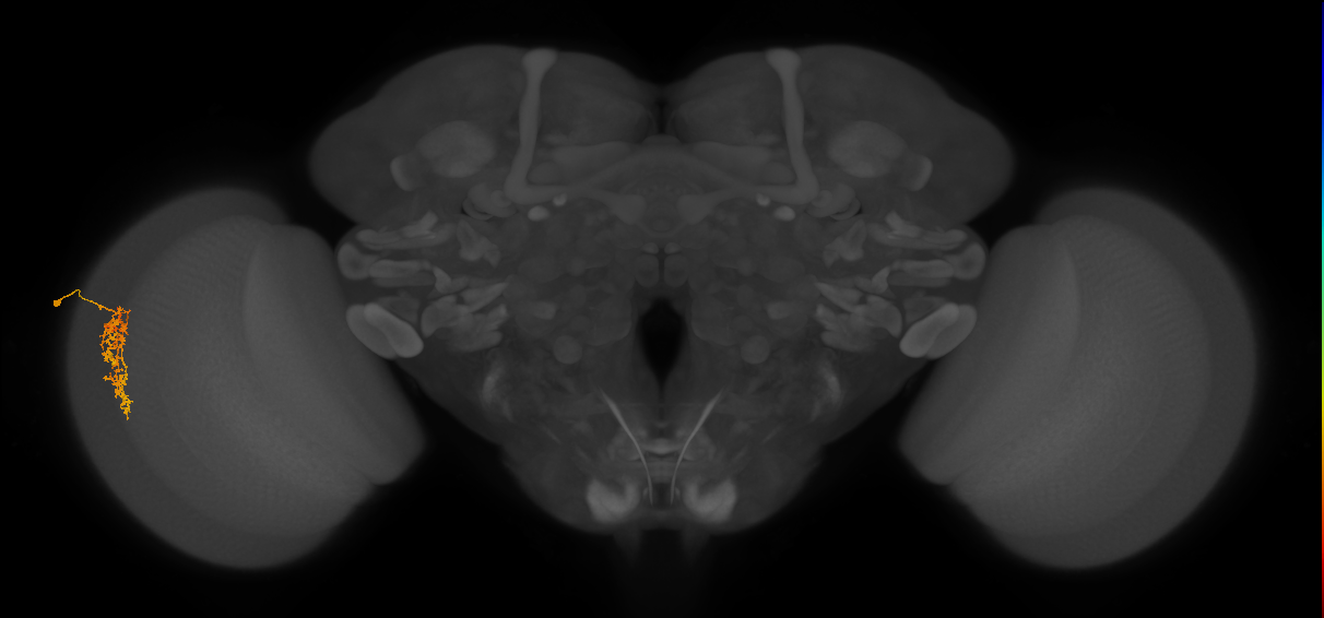 Cm7_L (MaleCNS:66011)