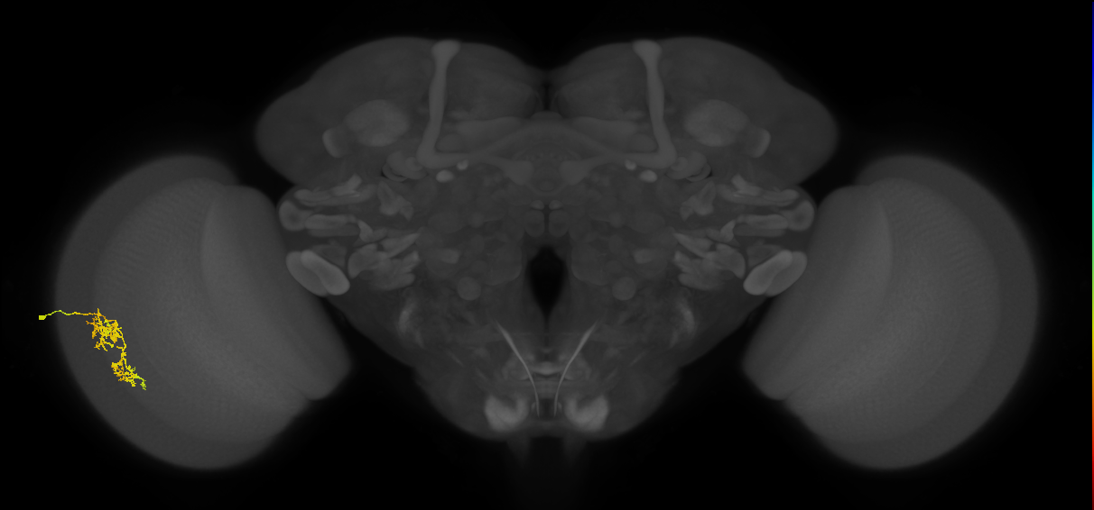 Cm7_L (MaleCNS:458640254)