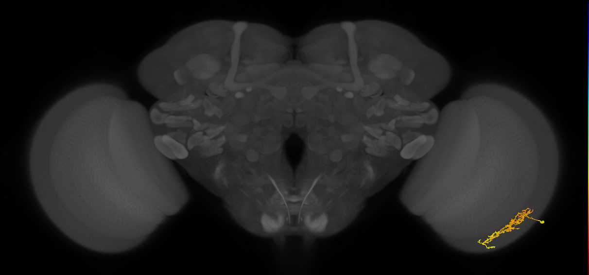 Cm7_R (MaleCNS:63975)