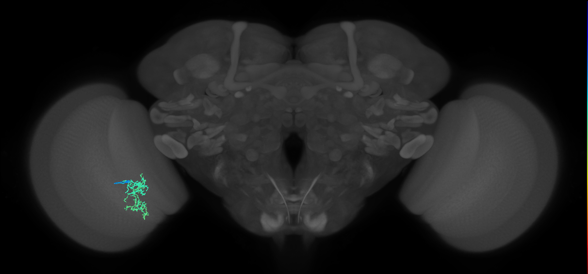Cm7_L (MaleCNS:544007)