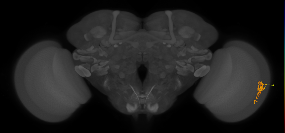 Cm7_R (MaleCNS:66525)