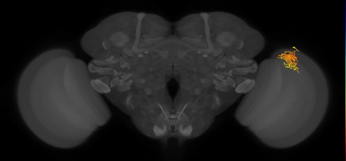 Cm7_R (MaleCNS:47711)