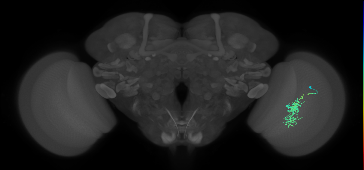 Cm7_R (MaleCNS:60252)