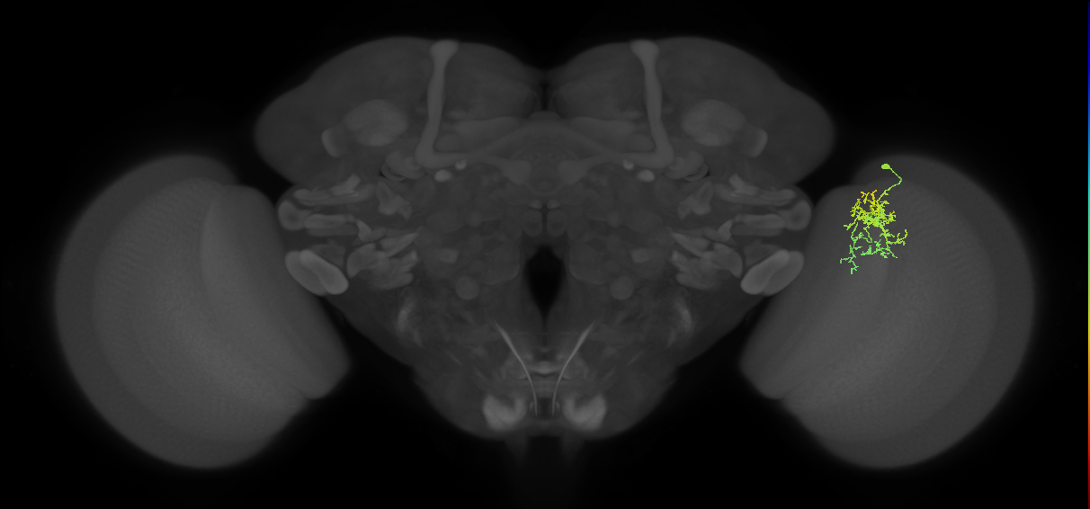 Cm7_R (MaleCNS:88658)