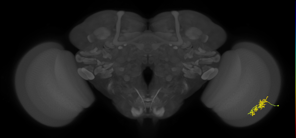 Cm7_R (MaleCNS:63288)