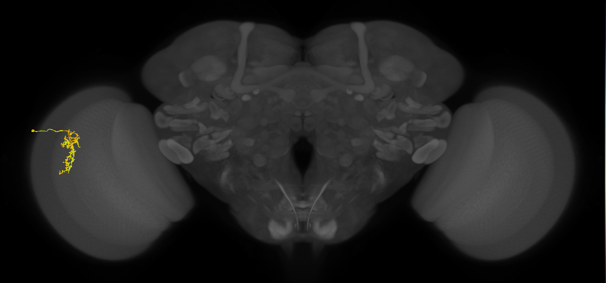 Cm7_L (MaleCNS:83625)