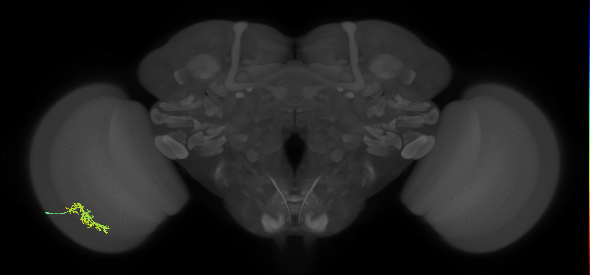 Cm7_L (MaleCNS:43310)