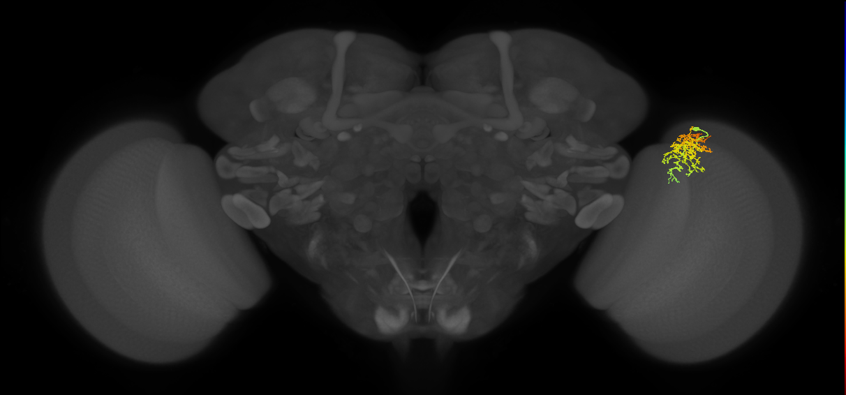 Cm7_R (MaleCNS:60087)