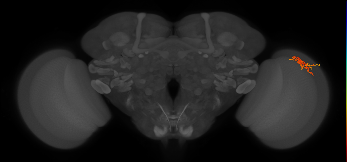 Cm7_R (MaleCNS:65263)