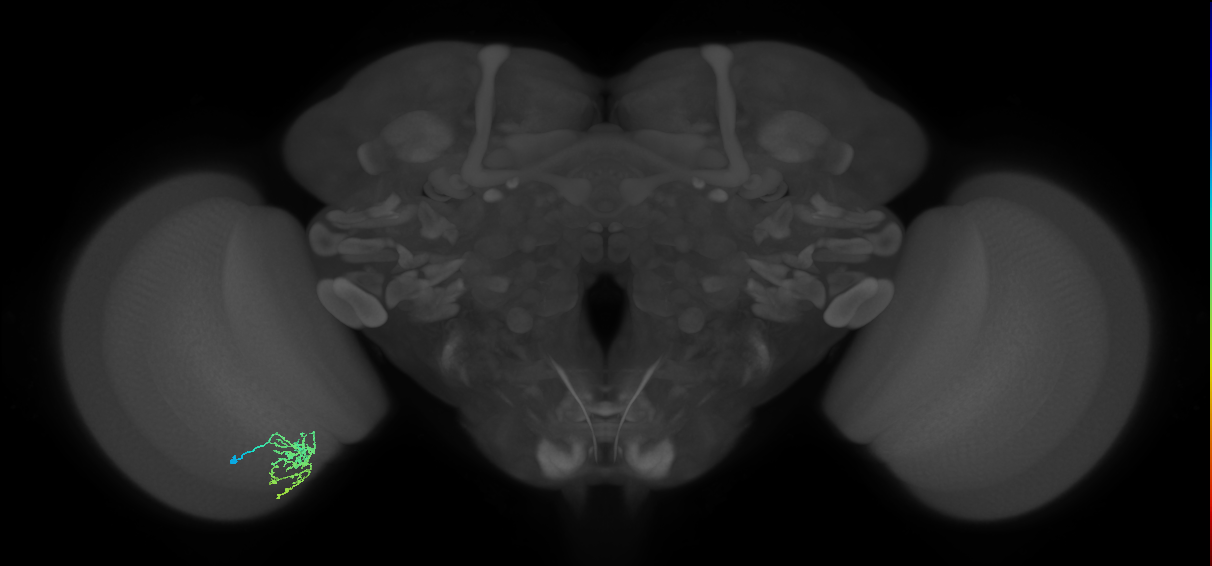 Cm7_L (MaleCNS:531233)