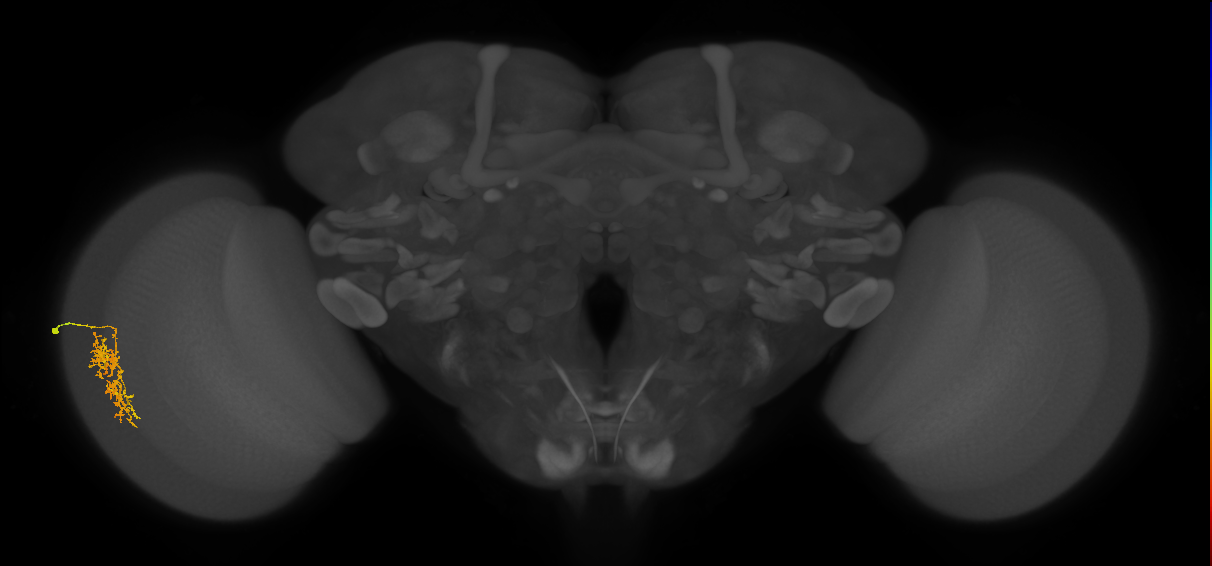 Cm7_L (MaleCNS:525514)